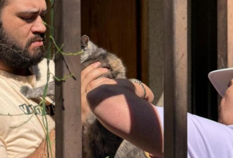 Un murciélago con rabia frente a la Escuela 58 de Trelew, Chubut. Un murciélago con rabia frente a la Escuela 58 de Trelew, Chubut.