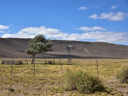 La falta de pasto en gran parte de los campos de Neuquén, se hace sentir. La falta de pasto en gran parte de los campos de Neuquén, se hace sentir.