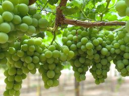 Las colocaciones externas de Sudáfrica matienen su tendencia creciente. Las colocaciones externas de Sudáfrica matienen su tendencia creciente.