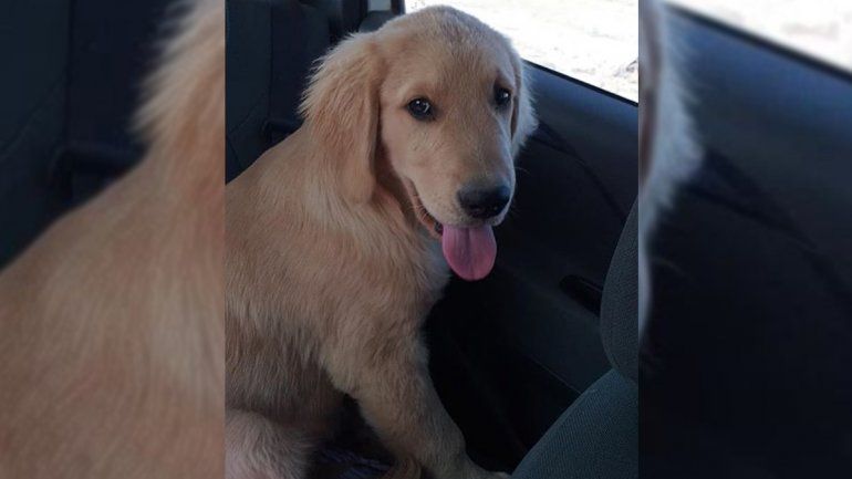 Buscan desesperadamente a Toto, un perro que es parte de la terapia de un niño con autismo