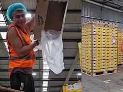 un argentino sorprendio al contar cuanto gano trabajando 17 dias sin descanso en nueva zelanda