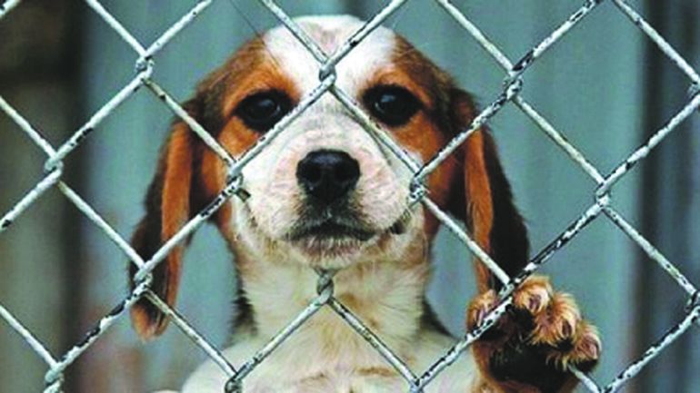El maltrato animal, una constante en distintos lugares de la provincia.