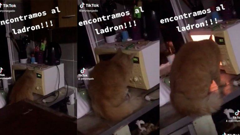 TikTok: gata abre el microondas para hacer travesuras.