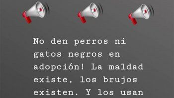 halloween: proteccionistas niegan adopcion de perros y gatos negros halloween: proteccionistas niegan adopcion de perros y gatos negros