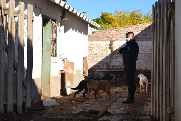 Más de 30 perros fueron rescatados en abril por maltrato animal en Cipolletti.