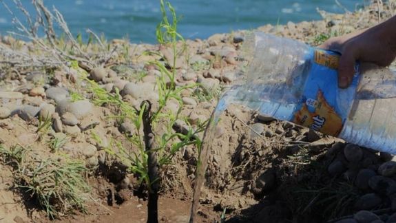 El novedoso método que permitió recuperar el sauce criollo, un árbol nativo al borde la extinción