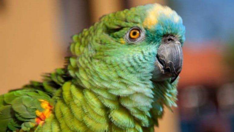 Loro adicto a las papas fritas ganó la lucha contra el sobrepeso y celebraron en Twitter