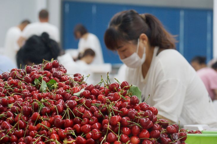 China concentra más del 95% del total de la oferta exportable de cerezas chilenas.