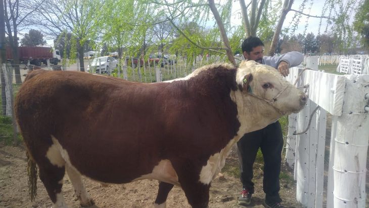 El toro Polled Hereford, de la Cabaña El Encuentro, fue uno de los animales que ingresó ayer al predio de la Sociedad Rural. El toro Polled Hereford, de la Cabaña El Encuentro, fue uno de los animales que ingresó ayer al predio de la Sociedad Rural.