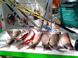 Secuestran 51 truchas por pesca ilegal en áreas protegidas de Neuquén