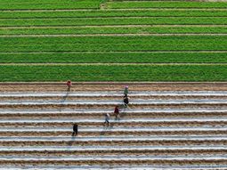 Dicen que la agricultura brasileña es la más deseada del mundo como alternativa a EE.UU.