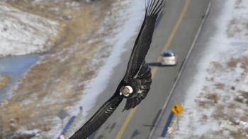 Un cóndor andino sobrevolando los alrededores de 28 de Noviembre, un rincón patagónico perdido en el sur de Santa Cruz. Un cóndor andino sobrevolando los alrededores de 28 de Noviembre, un rincón patagónico perdido en el sur de Santa Cruz.