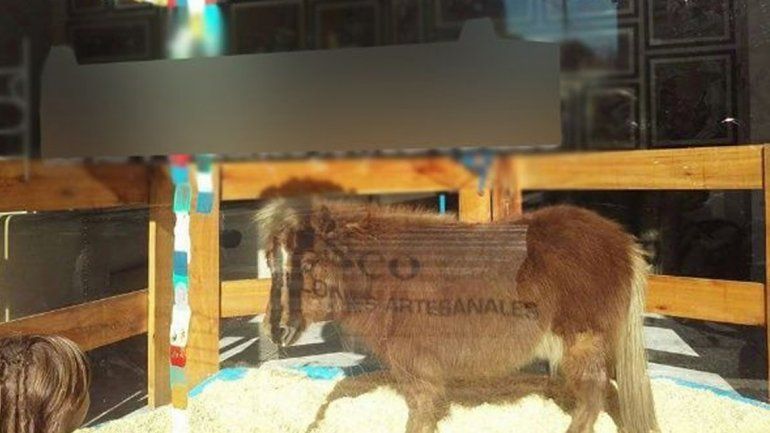 Tuco mide unos 75 centímetros de alto y luego de la intervención judicial fue trasladado a un campo en Pilar.