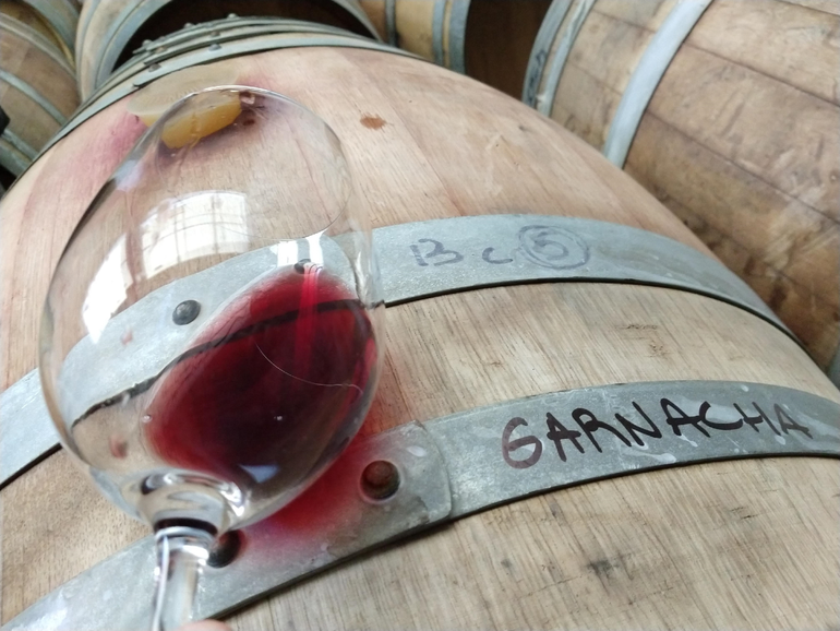 Garnacha: la uva más famosa del Mediterráneo