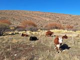 Los fondos apuntan a fortalecer la sanidad animal y avanzar en la trazabilidad electrónica obligatoria en la provincia.