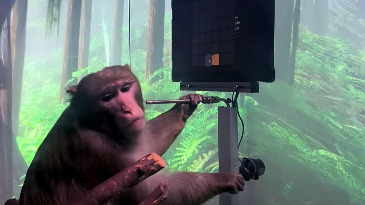 monkey plays a video game with a chip implemented in his brain