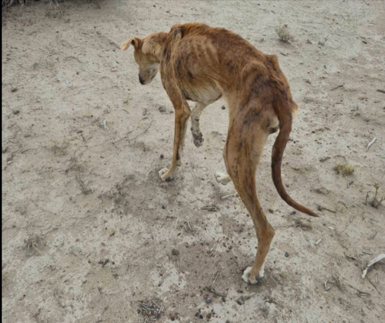 Otra de las fotos del perro que estaba siempre en una esquina de Puerto Madryn: tenía un alambre atado al cuello. Otra de las fotos del perro que estaba siempre en una esquina de Puerto Madryn: tenía un alambre atado al cuello.