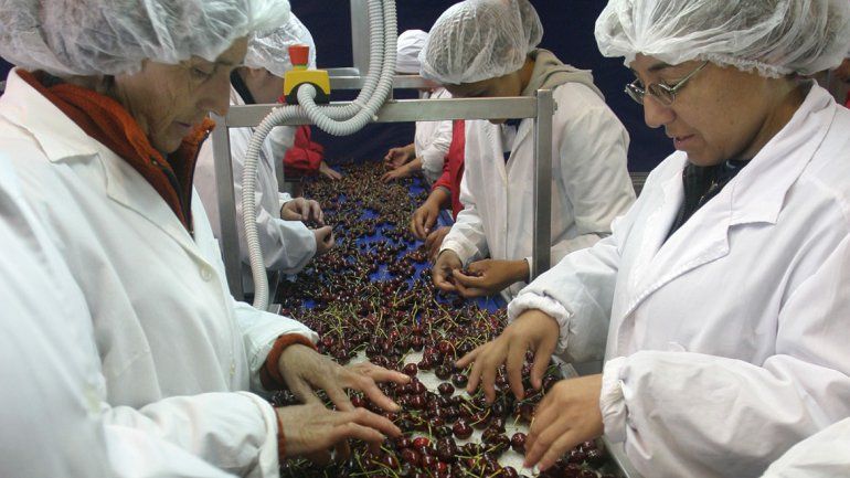 Productores de cerezas buscan que la exportación sea inmediata
