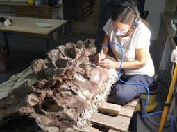 El bicharracosaurio existe: cómo es el dinosaurio desconocido que descubrieron en Chubut. El bicharracosaurio existe: cómo es el dinosaurio desconocido que descubrieron en Chubut.