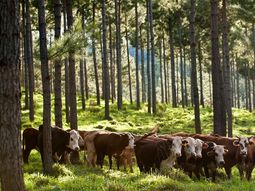 Los sistemas silvopastoriles (SSP) pueden ser utilizados en el norte de la Patagonia. Los sistemas silvopastoriles (SSP) pueden ser utilizados en el norte de la Patagonia.
