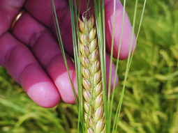 Beatriz INTA destaca por su excelente comportamiento al frío en estado vegetativo y alta estabilidad. Beatriz INTA destaca por su excelente comportamiento al frío en estado vegetativo y alta estabilidad.