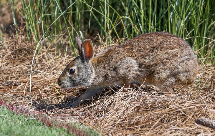 El nuevo híbrido de conejo posee una voracidad superior, llegando a roer la corteza de árboles vivos. El nuevo híbrido de conejo posee una voracidad superior, llegando a roer la corteza de árboles vivos.