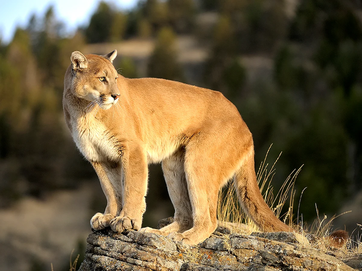 “El puma no está en riesgo de extinción de ningún modo”, dijo el investigador. “El puma no está en riesgo de extinción de ningún modo”, dijo el investigador.