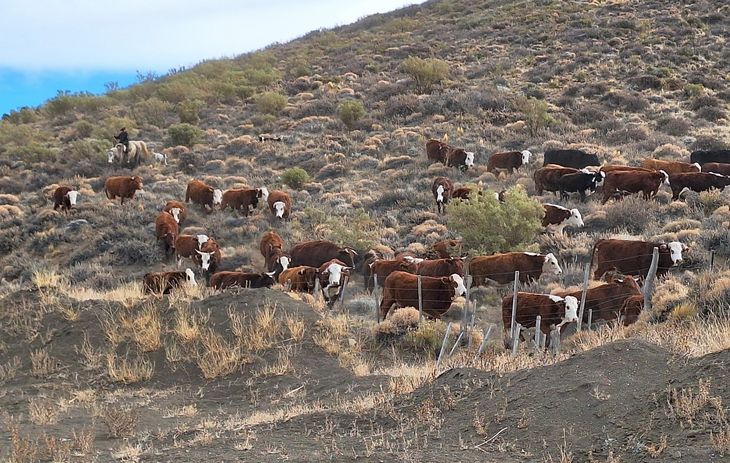 El campo levanta una bandera de alerta por la sequía. Foto: Fabricio González. El campo levanta una bandera de alerta por la sequía. Foto: Fabricio González.