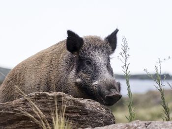 El jabalí busca alimento en los residuos urbanos de Bariloche, lo que incrementa el riesgo de choque. Foto: Estrategia Nacional sobre Especies Exóticas Invasoras El jabalí busca alimento en los residuos urbanos de Bariloche, lo que incrementa el riesgo de choque. Foto: Estrategia Nacional sobre Especies Exóticas Invasoras