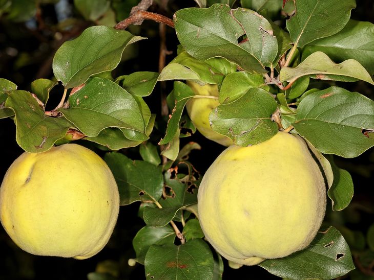 En términos de productividad, se logran rendimientos promedios de 30 a 40 toneladas por hectárea. En términos de productividad, se logran rendimientos promedios de 30 a 40 toneladas por hectárea.