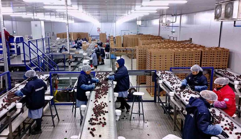 Cerezas de la Patagonia cumplen con las pautas de exportación a EE.UU., China y Canadá