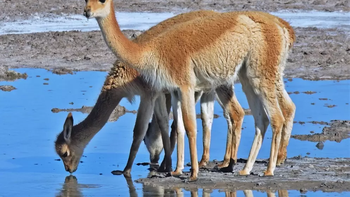 Las vicuñas son desplazadas hacia la estepa cuando el ganado doméstico monopoliza las vegas de la puna. | LM Neuquen Las vicuñas son desplazadas hacia la estepa cuando el ganado doméstico monopoliza las vegas de la puna.