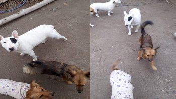 emotivo reencuentro con su perrita: la habian comprado emotivo reencuentro con su perrita: la habian comprado