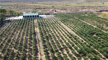 El olivar donde se produce el aceite Eternum en Rincón De Los Sauces y a pocos metros el Río Colorado El olivar donde se produce el aceite Eternum en Rincón De Los Sauces y a pocos metros el Río Colorado