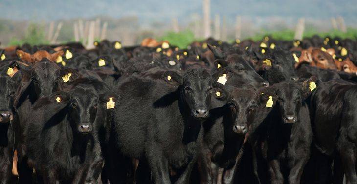 Sube la faena, bajan los kilos: señales mixtas en un sector que enfrenta menor oferta y precios contenidos. Sube la faena, bajan los kilos: señales mixtas en un sector que enfrenta menor oferta y precios contenidos.