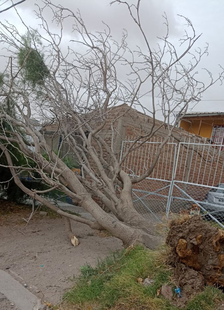 Árbol caído en Houssay e Ignacio Rivas. Árbol caído en Houssay e Ignacio Rivas.