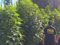 El allanamiento en una vivienda rural de Campo Grande descubrió un cultivo de grandes dimensiones con 70 plantas de marihuana, algunas de ellas con una altura que superaba los cuatro metros. El allanamiento en una vivienda rural de Campo Grande descubrió un cultivo de grandes dimensiones con 70 plantas de marihuana, algunas de ellas con una altura que superaba los cuatro metros.