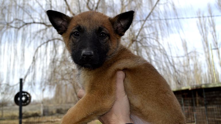 Un veterinario de Cipolletti sumó seis perros para la sección Canes de la Policía. Dos quedarán en la ciudad.