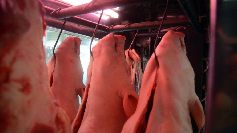 La producción local de carne porcina cubre la demanda neuquina y de la Patagonia. Dudas por la barrera flexible.