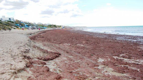 El olor nauseabundo por la descomposición de las algas provocó que los turistas no se acercaran a la playa. Los paradores también resultaron afectados.