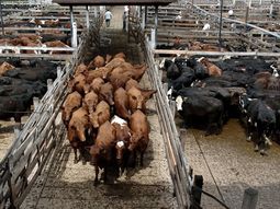 El auge de la informalidad y la presión de los costos dejan a los frigoríficos formales en una situación crítica, incluso en un contexto de mayor apertura exportadora. El auge de la informalidad y la presión de los costos dejan a los frigoríficos formales en una situación crítica, incluso en un contexto de mayor apertura exportadora.