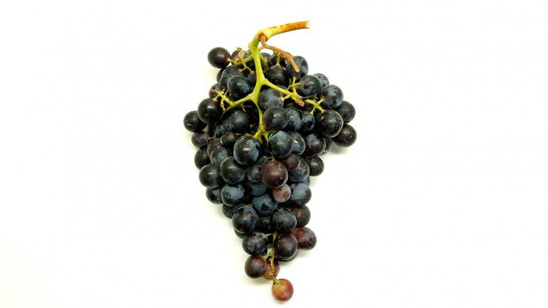 Investigadores del  INTA hallan 18 variedades de uva autóctonas