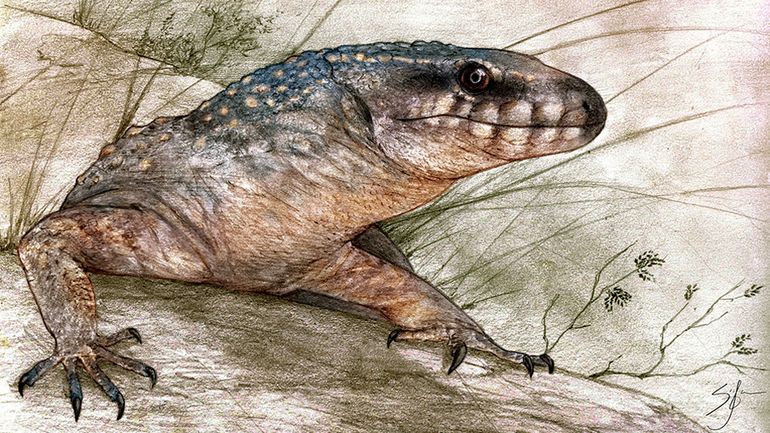 La nueva especie de reptil, bautizada Paleoteius lakui, fue descubierta en rocas de la Formación Allen, en el yacimiento de Salitral Ojo de Agua, en la provincia de Río Negro. La nueva especie de reptil, bautizada Paleoteius lakui, fue descubierta en rocas de la Formación Allen, en el yacimiento de Salitral Ojo de Agua, en la provincia de Río Negro.