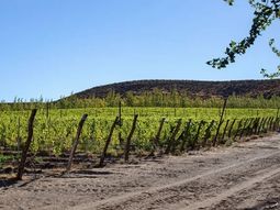 El asunto es que el terroir es una entelequia muy delicada y rápidamente sirve para justificar o desdecir casi a cualquier vino. El asunto es que el terroir es una entelequia muy delicada y rápidamente sirve para justificar o desdecir casi a cualquier vino.