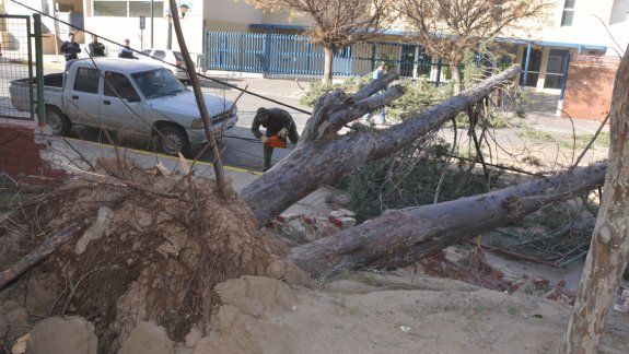 De cuajo. El añoso árbol sucumbió ante la fuerza increíble de una ráfaga.