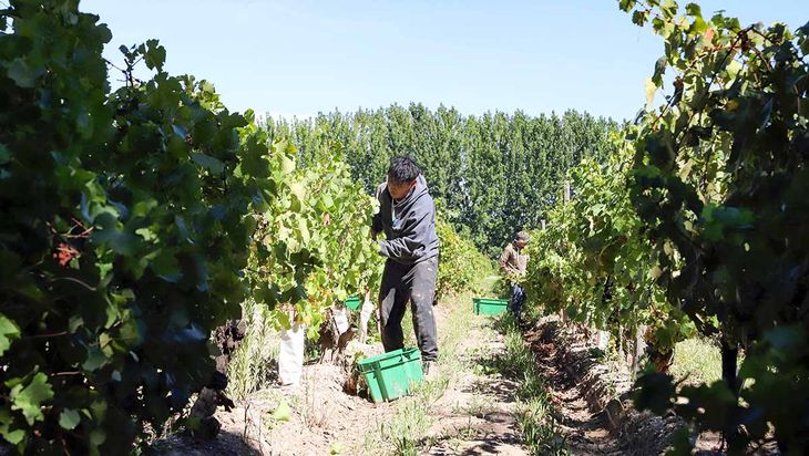 Old Vineyard: la línea de Canale que rinde culto a viñedos plantados en 1937 y 1942. Old Vineyard: la línea de Canale que rinde culto a viñedos plantados en 1937 y 1942.