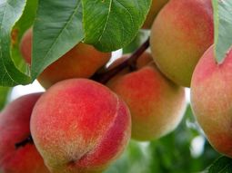 La producción de frutas de carozo en Brasil enfrenta pérdidas significativas tras una campaña marcada por eventos climáticos severos, aunque el sector mantiene expectativas de recuperación gracias a la tecnología y el apoyo estatal. La producción de frutas de carozo en Brasil enfrenta pérdidas significativas tras una campaña marcada por eventos climáticos severos, aunque el sector mantiene expectativas de recuperación gracias a la tecnología y el apoyo estatal.