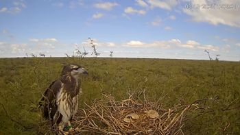 El nido del águila coronada en el que instalaron las cámaras pra el streaming está en el oeste de La Pampa, en una zona de difícil acceso, a unos 300 kilómetros de Santa Rosa. El nido del águila coronada en el que instalaron las cámaras pra el streaming está en el oeste de La Pampa, en una zona de difícil acceso, a unos 300 kilómetros de Santa Rosa.