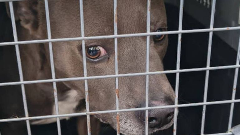 Rescataron un pitbull tras una denuncia por crueldad y maltrato animal