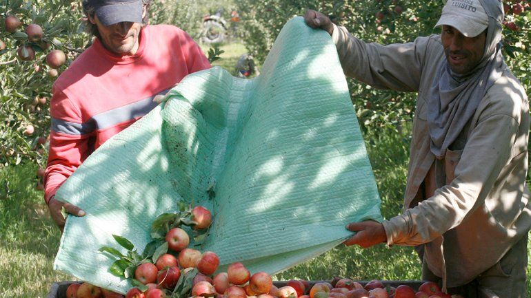 Productores del Alto Valle llamaron  a otro frutazo